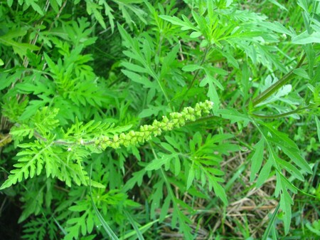 ambrozija_cvet_1